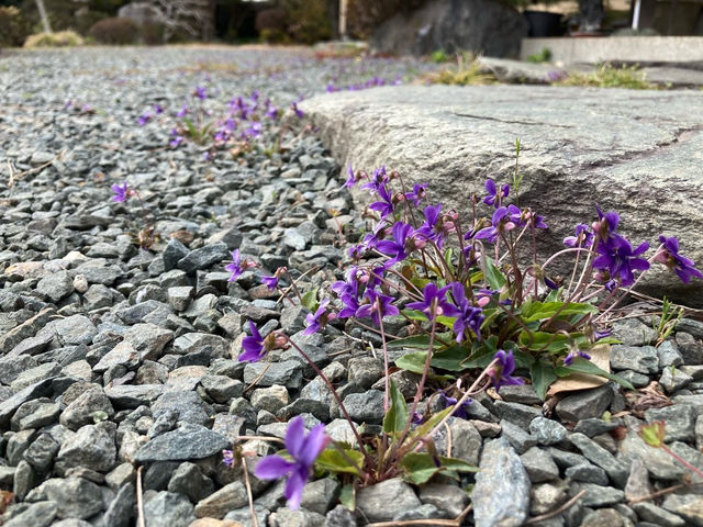 ���݂�̉Ԃ���ʂɍ炫�܂��B_���͐��̋����y�Ēå�܂̂��_�� �ꉮ�z