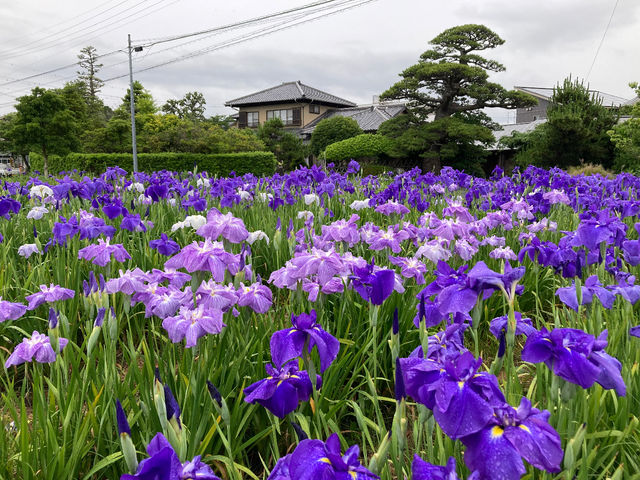 ��������̏Ҋ��̉Ԃ��炫�ւ�G�߂��B_���͐��̋����y�Ēå�܂̂��_�� �ꉮ�z