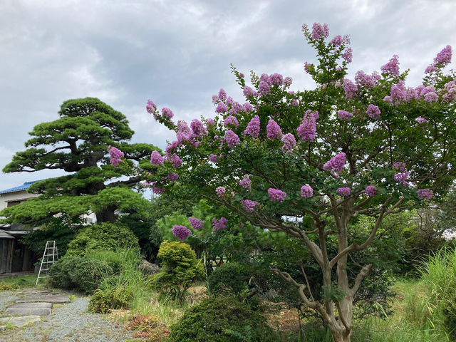 �T���X�x���̂��Ԃ��B_���͐��̋����y�Ēå�܂̂��_�� �ꉮ�z