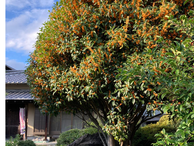 �L�����N�Z�C�̉Ԃ��炭���͂Ƃ��Ă��������肪�B_���͐��̋����y�Ēå�܂̂��_�� �ꉮ�z