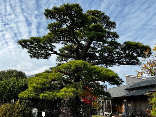 ����400�N�̏��̖�_���͐��̋����y�Ēå�܂̂��_�� �ꉮ�z