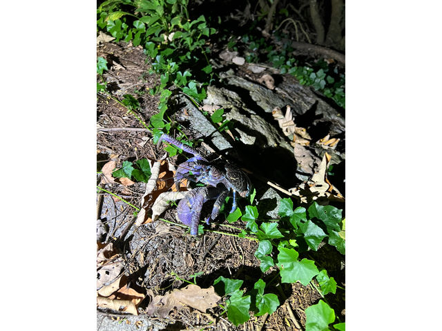 iCgcA[ŃVKjI҂̊ј\I_Ί_tHgE~KVm[P Sea starΊ_