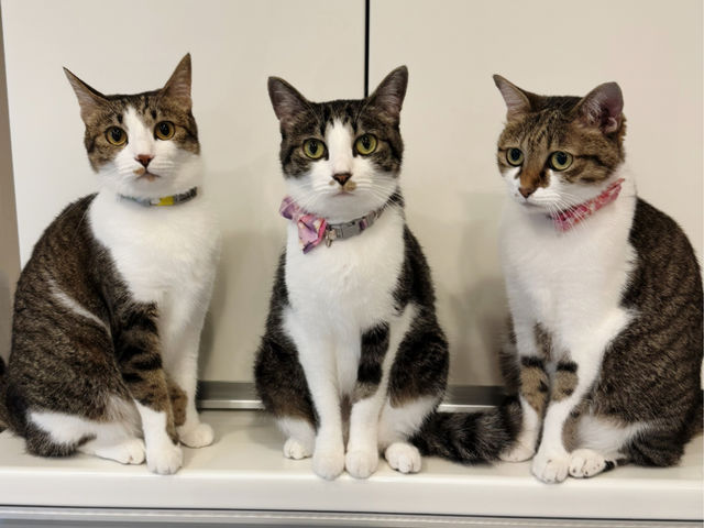 Honey͔L鋳łBیL̗a{eBAĂāAbX2KP[Wɂ܂A]ΔLƐGꍇƂ\łB_Honey