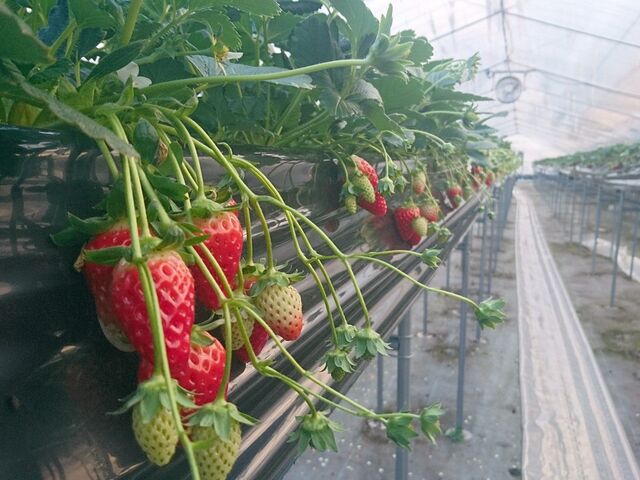 �����ό��_��_�����ό��_���i���炭��Ȃ�j