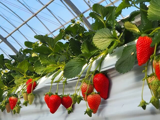 ���������@����̎ʐ^1