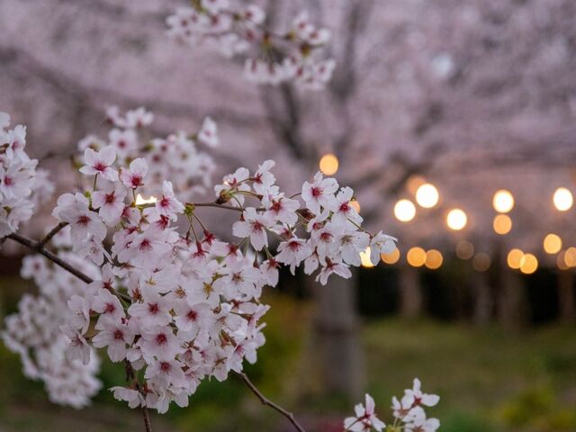 �����R�����̎ʐ^1