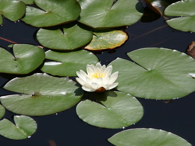 ������R�X�ь����E�W�]�f�b�L