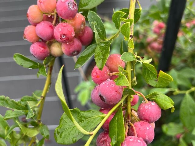 ������m�[���@Blueberry Gaeden�̎ʐ^1