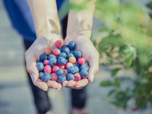 ������m�[���@Blueberry Gaeden