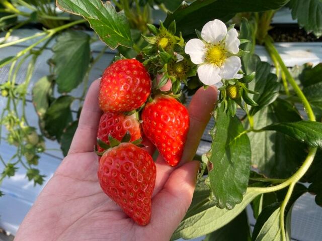 �R�����[�J���t�@�[���y���������z�̎ʐ^1