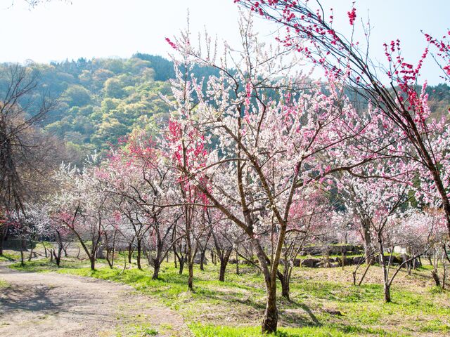 �㓪���ԓ���L