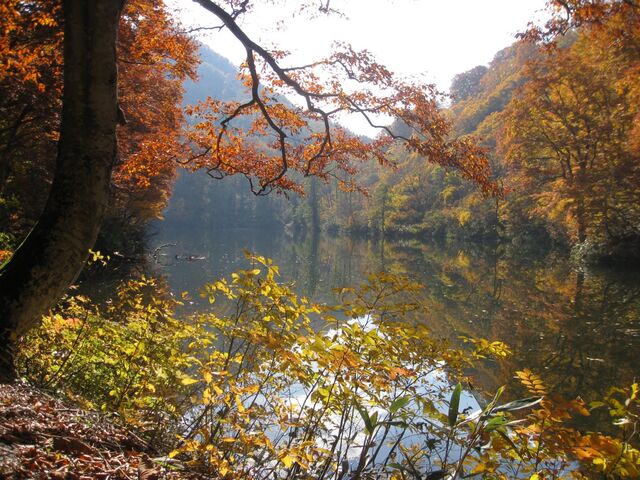 �J�����r�i�܂����������j�̎ʐ^1