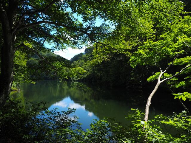 �J�����r�i�܂����������j