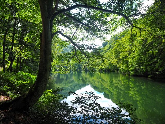 �J�����r�i�܂����������j