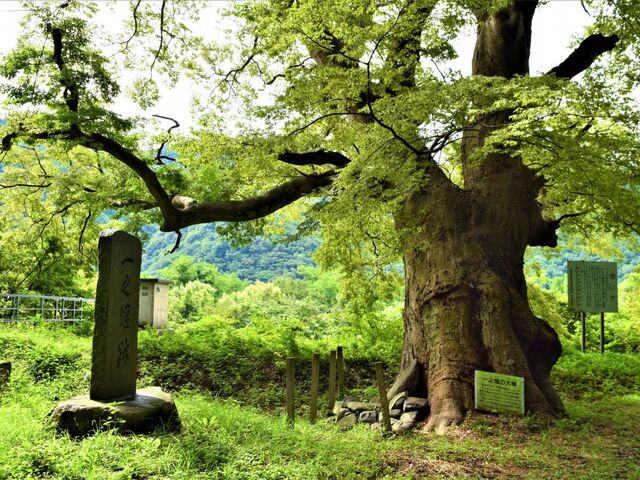 ���R���߂���i�ٓ��s�ό��{�����e�B�A�K�C�h�j�̎ʐ^1