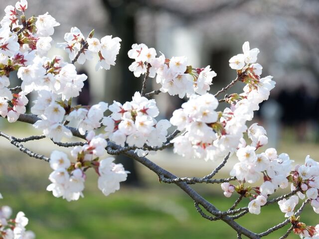 ���R�����E�󒆒뉀�̍�