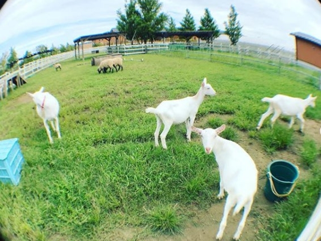 �V���s�A�O���p�[�N