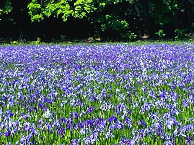 �J���r�u�J�L�c�o�^�Q���n�v�̎ʐ^1