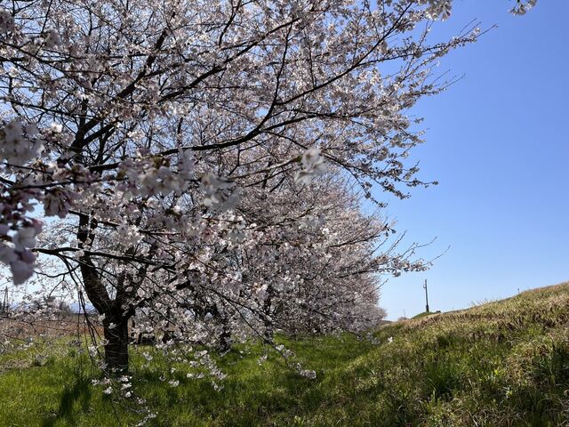 ���{���A���т̎ʐ^1