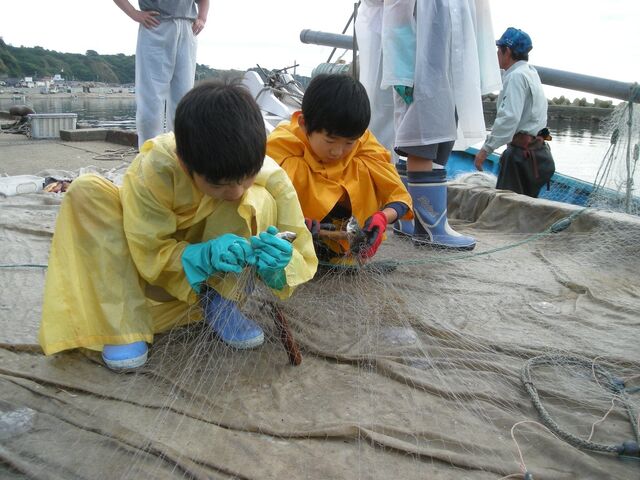 �Ƃт��܋��t�̌��̎ʐ^1