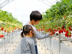 ��������_�� �т�΃t�@�[���̎ʐ^1