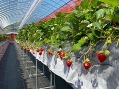 ���q�������t�@�[���̎ʐ^1