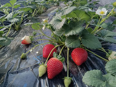 ��󂢂������̎ʐ^1