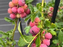 ������m�[���@Blueberry Gaeden�̎ʐ^