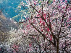 �㓪���ԓ���L�̎ʐ^1