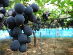 �܂�͂�ɓ��_���̎ʐ^