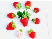 ���܂肢�����̗� LCFARM(�G���V�[�t�@�[��)�̎ʐ^2