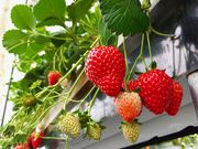 ��������_�� �т�΃t�@�[���̎ʐ^2