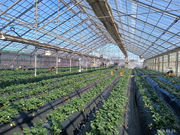 ��󂢂������̎ʐ^2