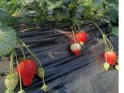 ��󂢂������̎ʐ^3