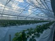 �t�@�~���[�K�[�f��NHW�̎ʐ^4