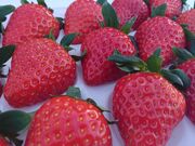 �����ό��_���i���炭��Ȃ�j�̎ʐ^2