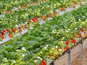 ���������@����̎ʐ^2