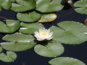 ������R�X�ь����E�W�]�f�b�L�̎ʐ^3