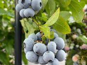 ������m�[���@Blueberry Gaeden�̎ʐ^2