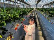 �R�����[�J���t�@�[���y���������z�̎ʐ^2