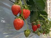 �R�����[�J���t�@�[���y���������z�̎ʐ^3