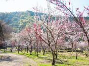 �㓪���ԓ���L�̎ʐ^2