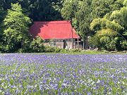 �J���r�u�J�L�c�o�^�Q���n�v�̎ʐ^2