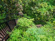 100�N�O�̃g���l����������I�e�s�m�����K�g���l���̎ʐ^4