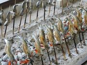 �C���i���ݎ��E���Ă��̌��̎ʐ^4