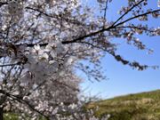 ���{���A���т̎ʐ^2