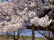 ���{���A���т̎ʐ^3