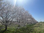 ���{���A���т̎ʐ^4