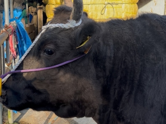 �Y�Ώē� flower �t�����[ ���É��w�O�X�̎ʐ^1