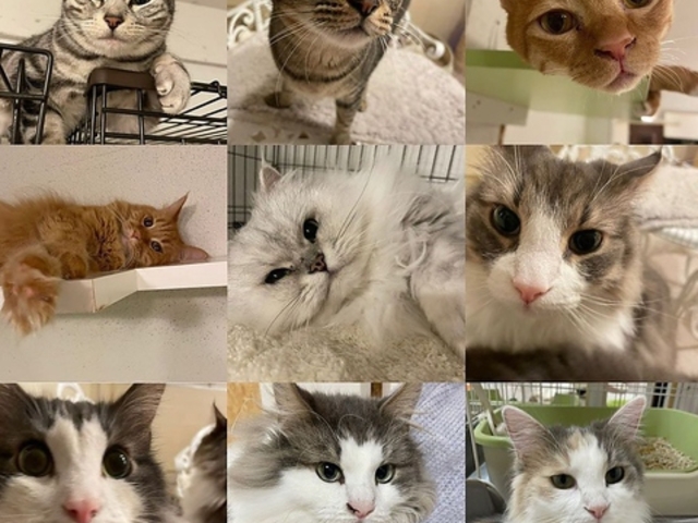 Cat Mon ��cafe�̎ʐ^1